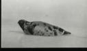 Image of Harp seal